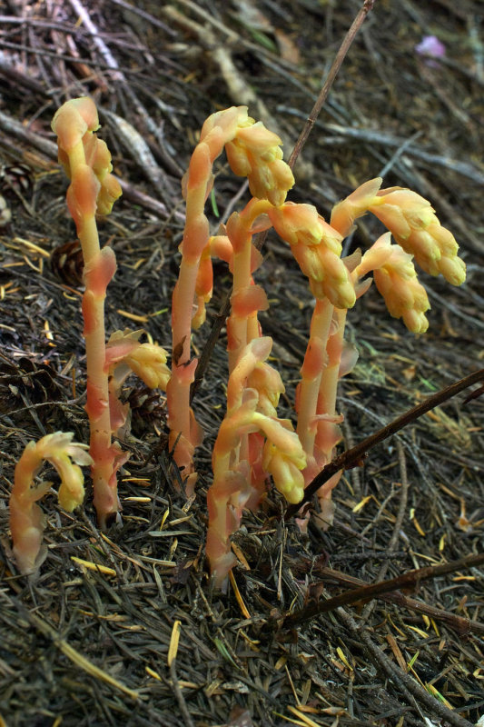 Monotropa hypopitys