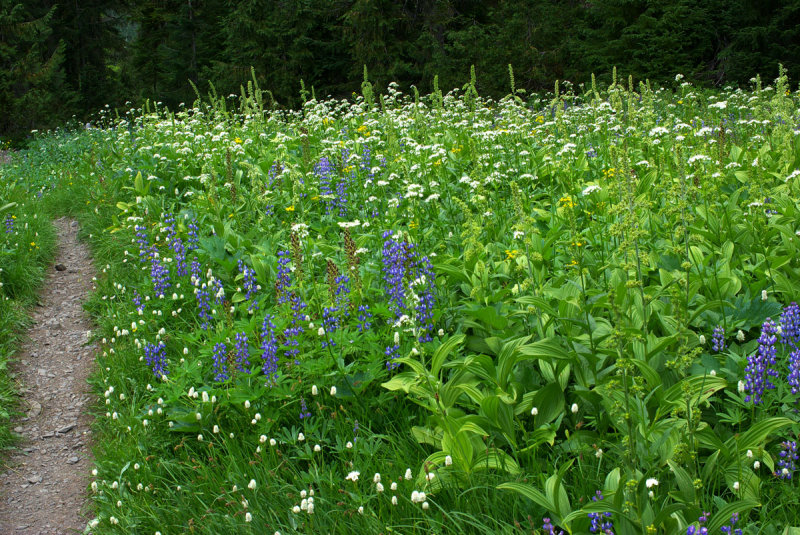 Subalpine Meadow (Olympics)