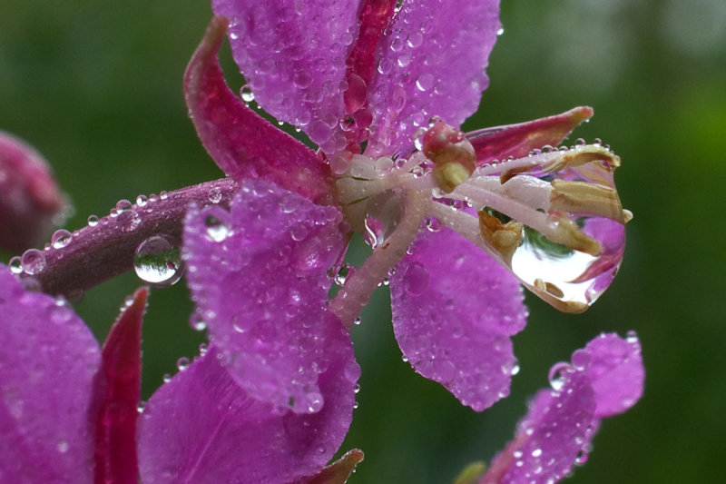 Chamerion angustifolium