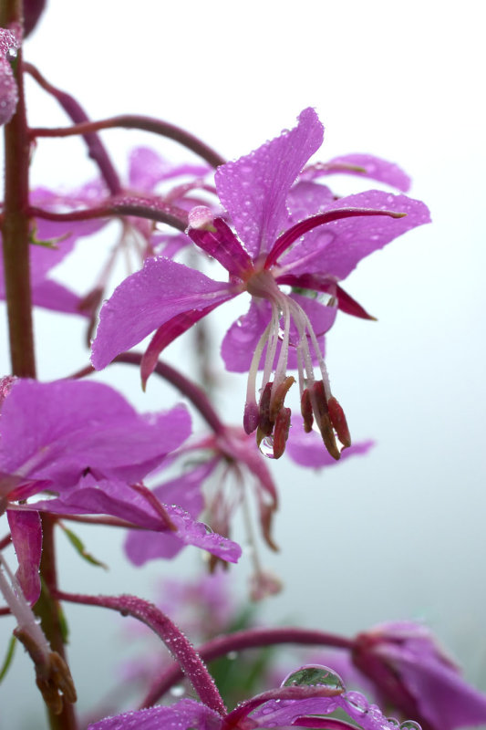 Chamerion angustifolium