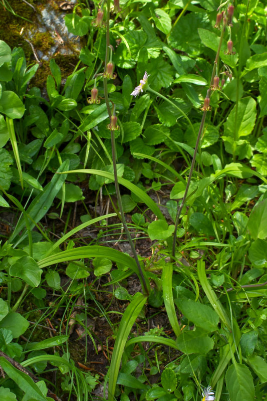 Anticlea occidentalis
