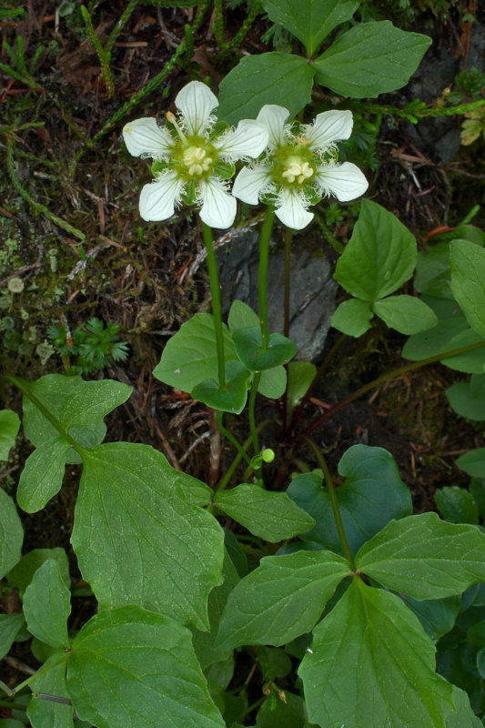 Parnassia fimbriata