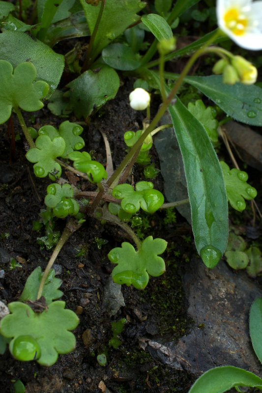 Romanzoffia sitchensis