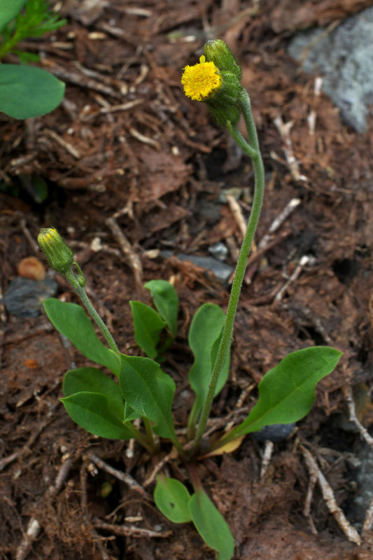 Hieracium triste