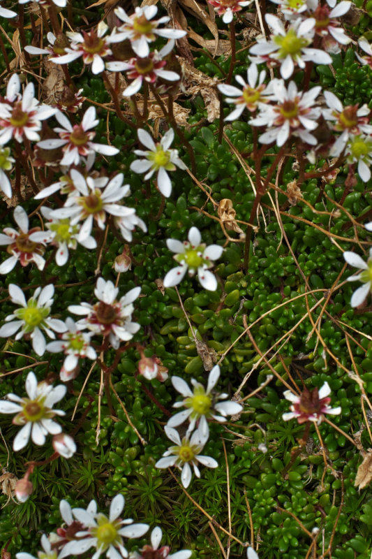 Micranthes tolmiei