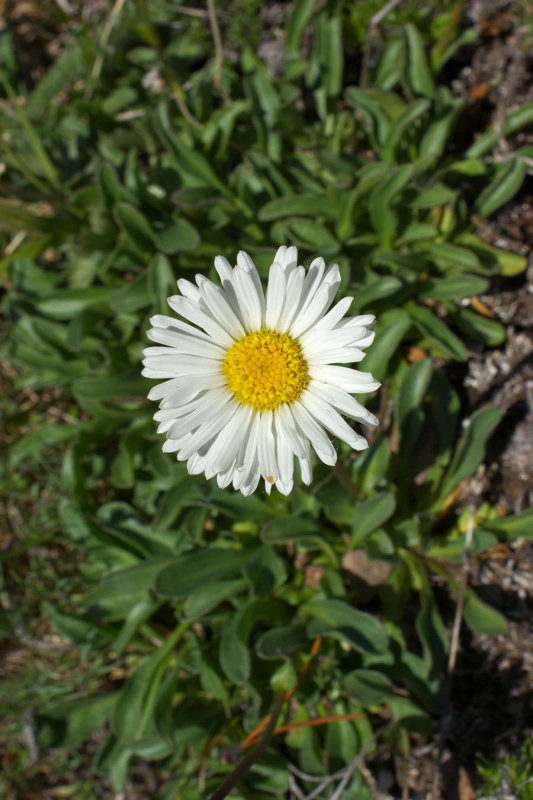 Erigeron flettii