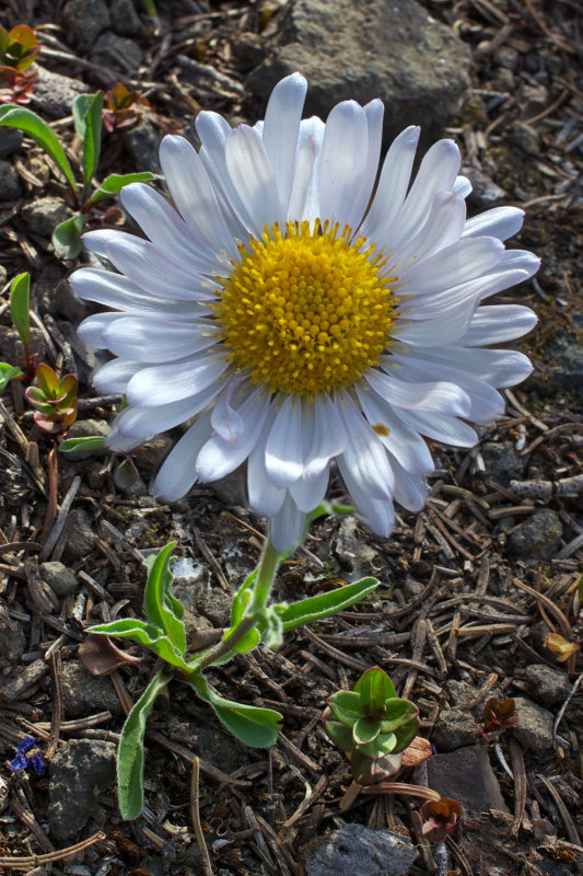 Erigeron flettii