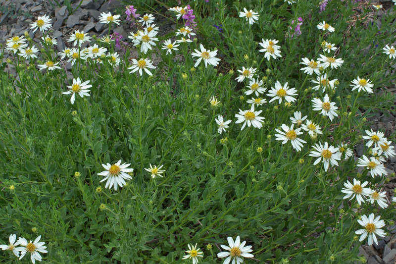 Eucephalus paucicapitatus