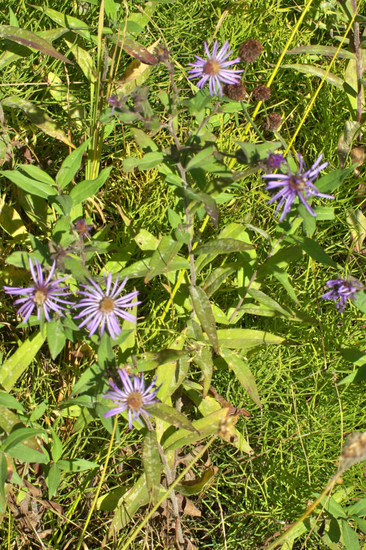 Symphyotrichum spathulatum var. spathulatum