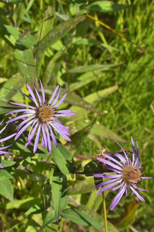 Symphyotrichum spathulatum var. spathulatum