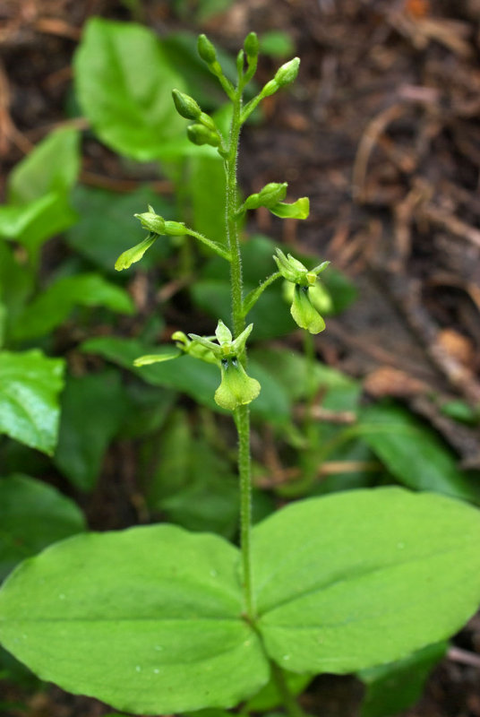 Listera caurina