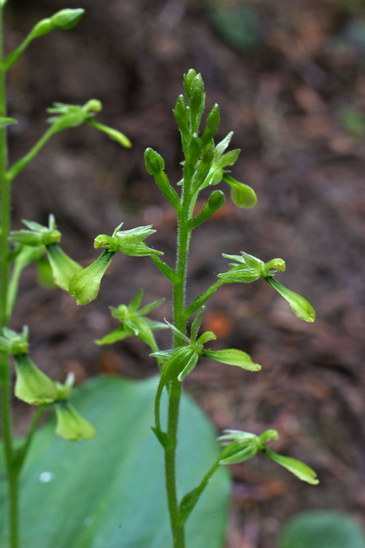 Listera caurina