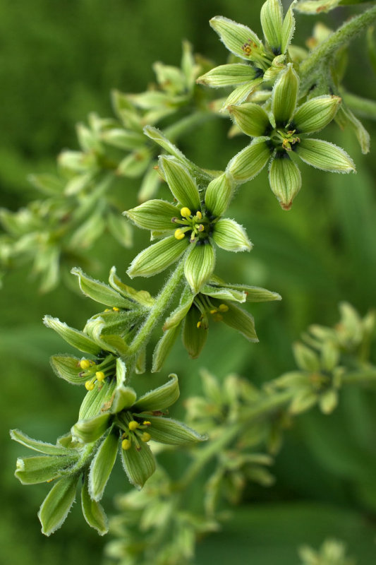Veratrum viride var. eschscholzianum