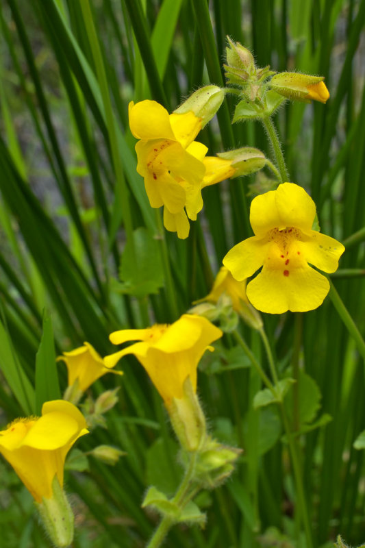 Mimulus guttatus var. guttatus