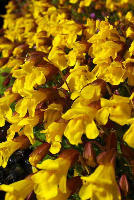 Mimulus tilingii var. caespitosus