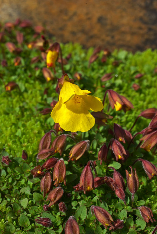 Mimulus tilingii var. caespitosus