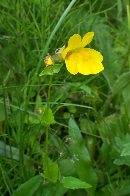 Mimulus tilingii var. tilingii