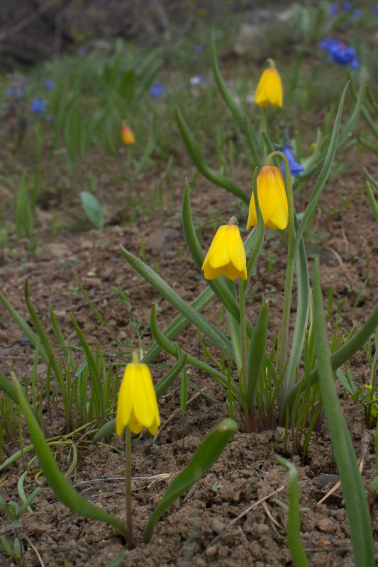 Fritillaria pudica