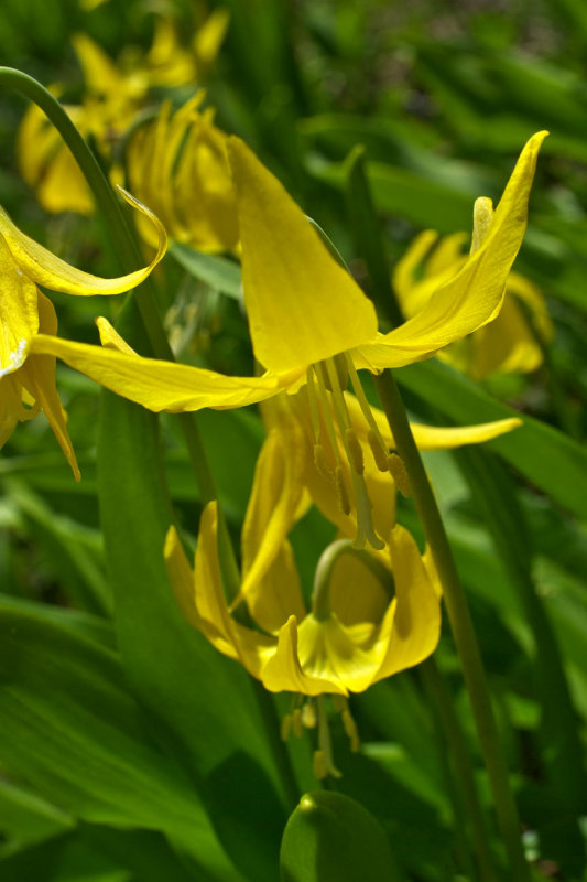 Erythronium grandiflorum ssp. grandiflorum