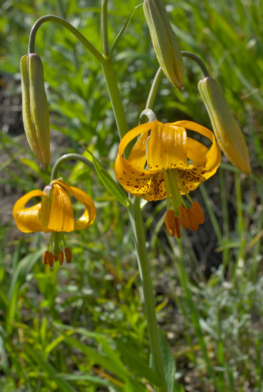 Lilium columbianum
