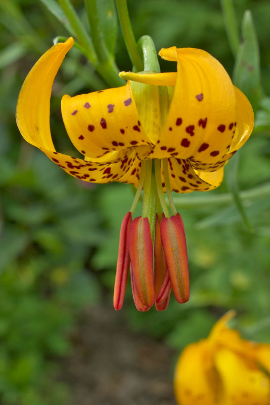 Lilium columbianum