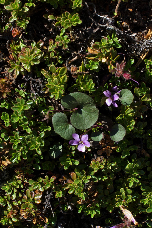 Viola flettii