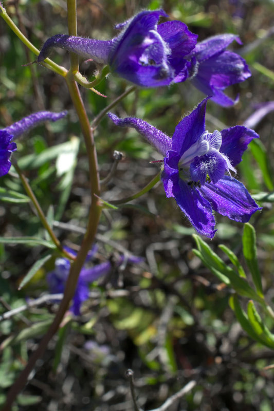 Delphinium nuttallianum