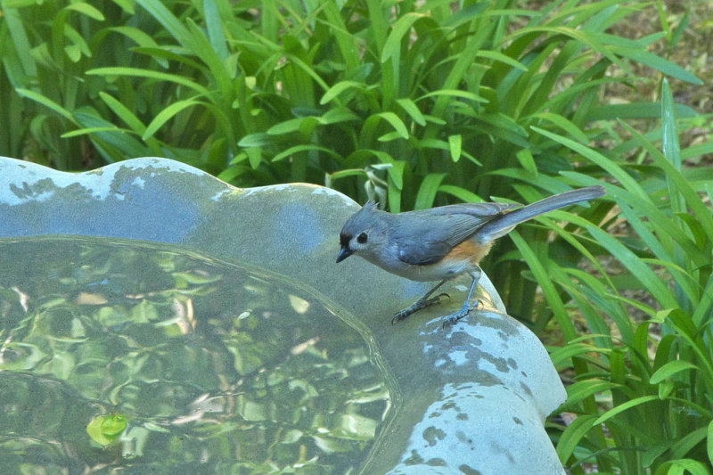 Tufted Titmouse