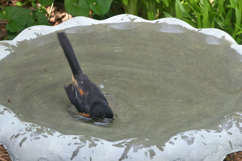 Eastern Towhee (male)