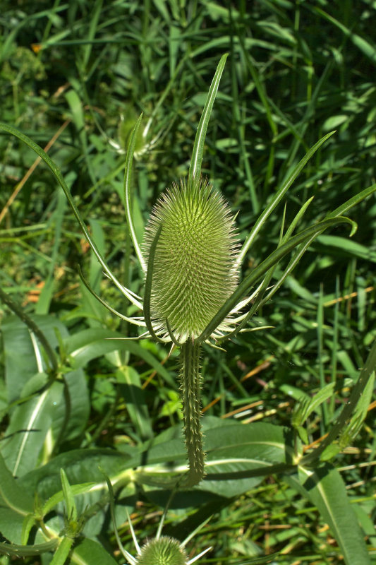 Dipsacus fullonum