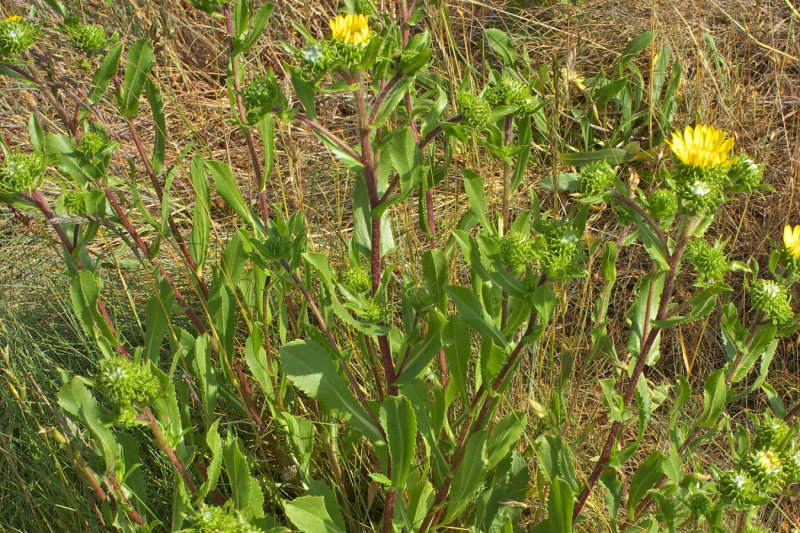 Grindelia integrifolia