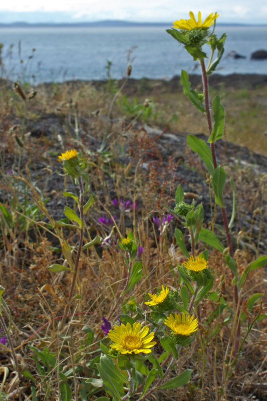 Grindelia integrifolia