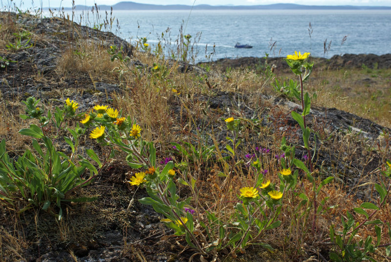 Grindelia integrifolia