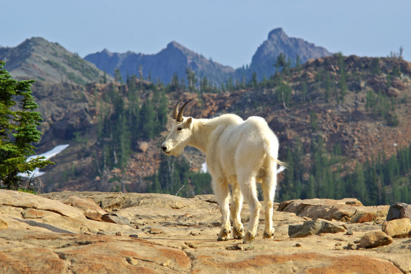 Oreamnos americanus