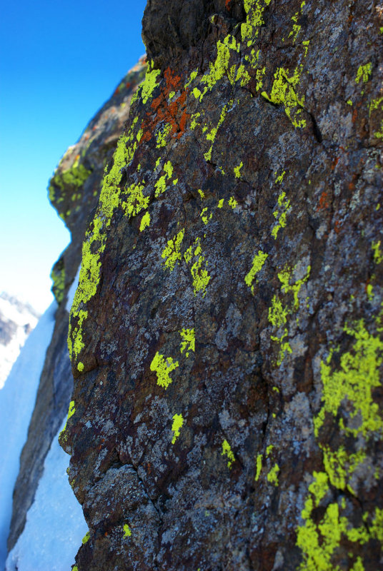 Lichen