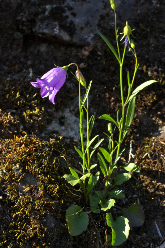Campanula rotundifolia