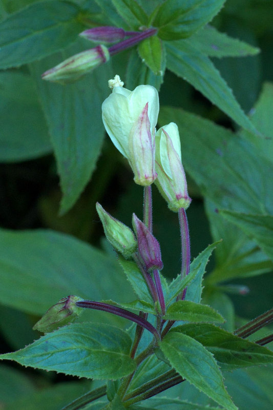Epilobium luteum
