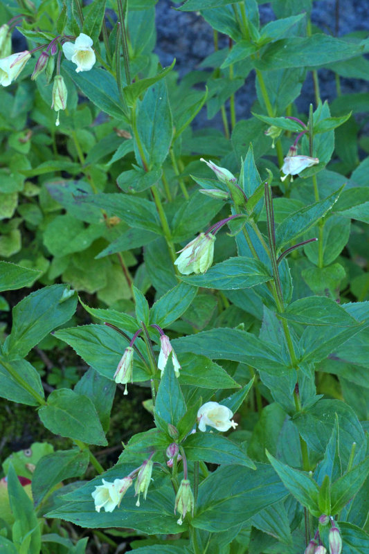 Epilobium luteum