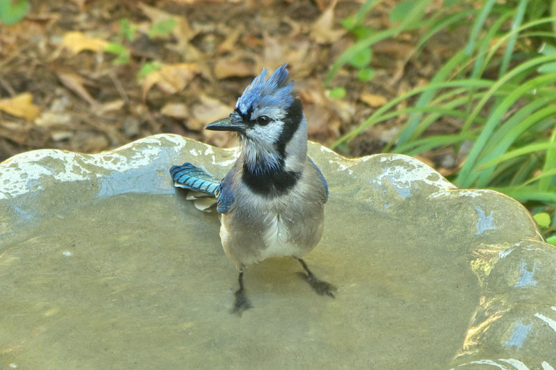 Blue Jay