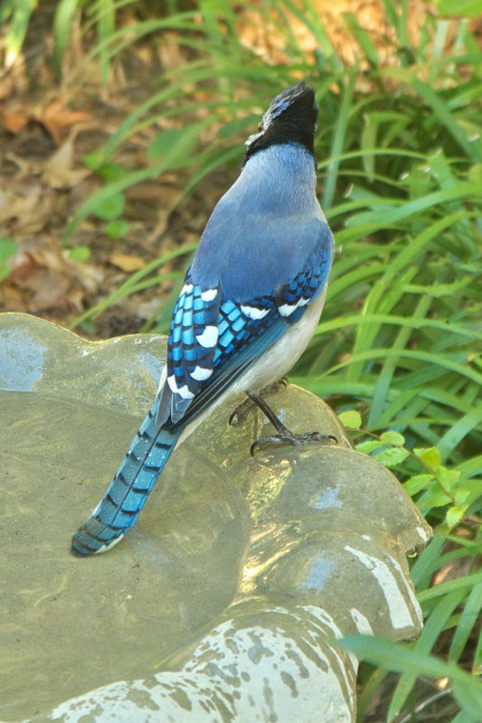 Blue Jay