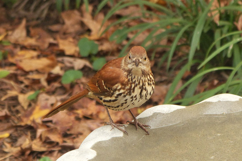 Brown Thrasher