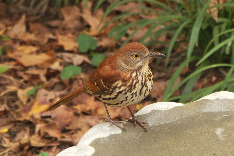 Brown Thrasher