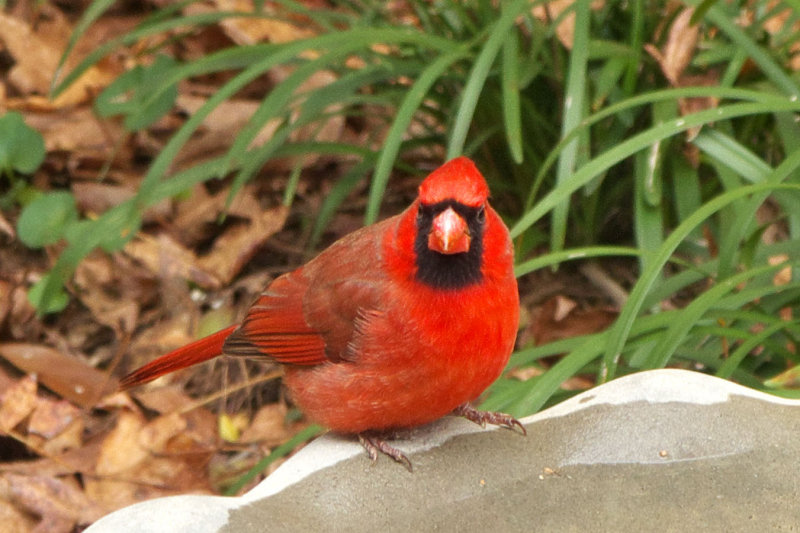 Northern Cardinal (male)