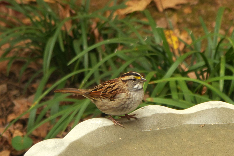 White-throated Sparrow