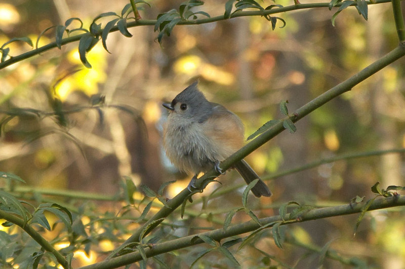 Tufted Titmouse