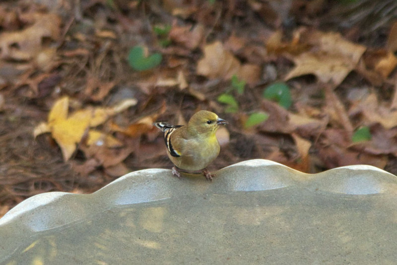 American Goldfinch (female)