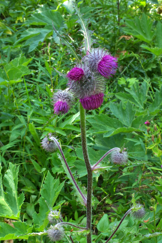 Cirsium edule var. macounii