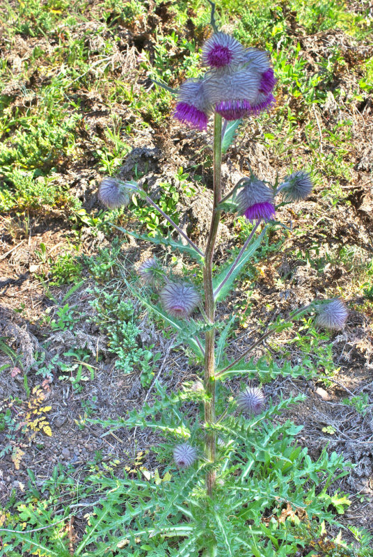 Cirsium edule var. macounii