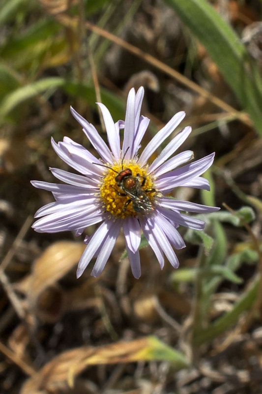 Erigeron corymbosus