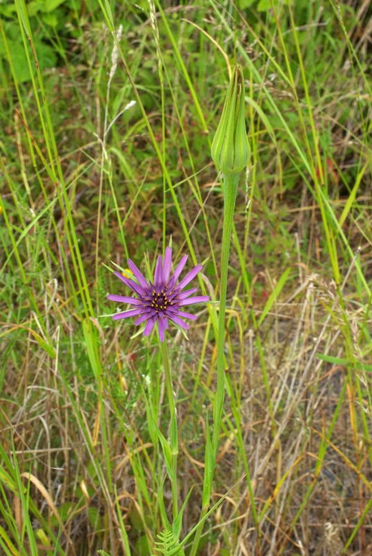 Tragopogon porrifolius